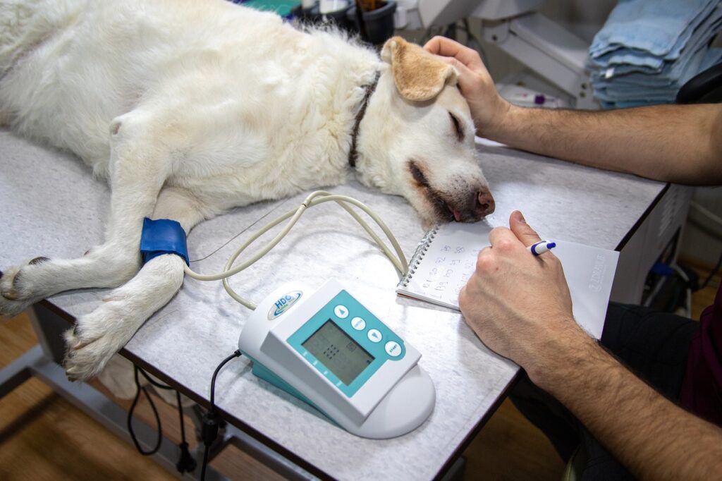 veterinary, blood pressure, pressure measurement, ecg, record, heart, cardiac examination, medicine, heart disease, dogs, cardiovascular pressure, nature, dog examination, veterinary examination, dog on examination, animal, vet, white, doctor, veterinarian, pet, canine, veterinary, veterinary, vet, vet, vet, vet, vet, veterinarian, veterinarian, veterinarian, veterinarian